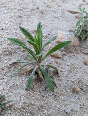 Pseudognaphalium californicum