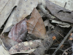 Taygetis rufomarginata