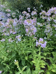Saponaria officinalis