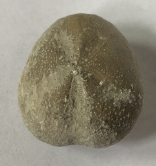 Hemiaster