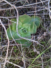Dudleya pulverulenta
