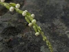 Dioscorea pentaphylla