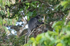 Trachypithecus cristatus