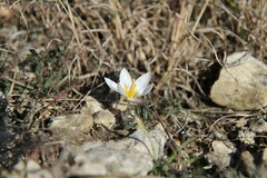 Crocus tauricus