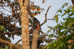 Trachypithecus cristatus