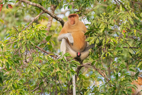 Proboscis Monkey, photo 7 of 10