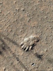 Otospermophilus beecheyi