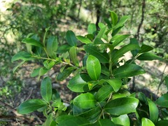 Olea capensis enervis