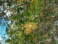 Olea capensis enervis