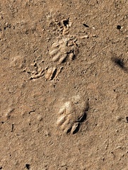 Otospermophilus beecheyi
