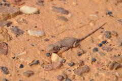 Amphibolurinae