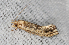 Moerarchis inconcisella