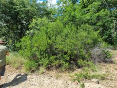 Grewia vernicosa
