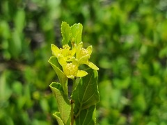 Grewia vernicosa