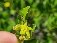 Grewia vernicosa