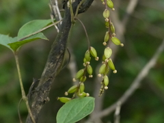 Dioscorea pentaphylla