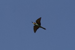 Merops apiaster image