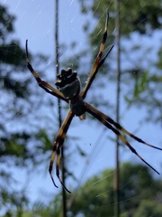 Argiope argentata
