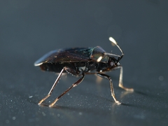 Neolethaeus assamensis