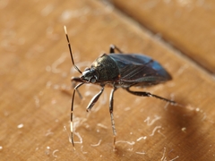 Neolethaeus assamensis