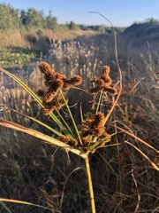 Cyperus glomeratus