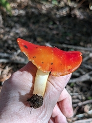 Hygrocybe laetissima