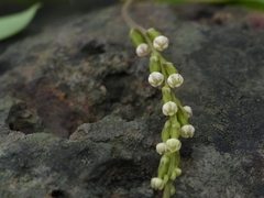 Dioscorea pentaphylla