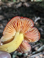 Hygrocybe laetissima