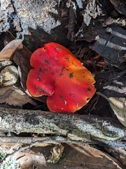 Hygrocybe laetissima