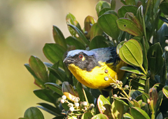 Anisognathus melanogenys