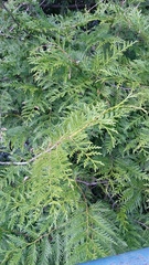 Chamaecyparis lawsoniana