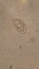 Cocconeis