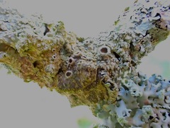 Punctelia subrudecta