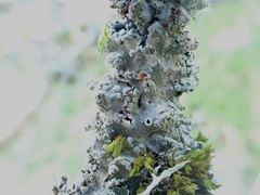 Punctelia subrudecta
