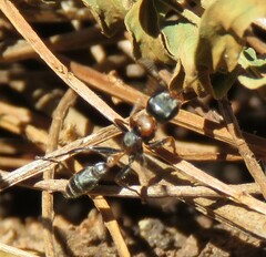 Pseudomyrmex gracilis