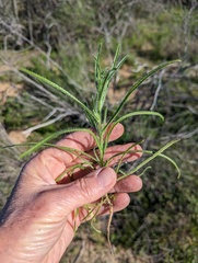 Cryptantha intermedia