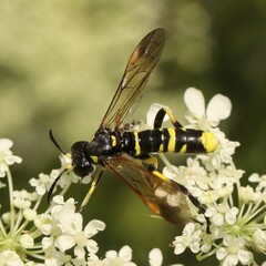 Tenthredo marginella