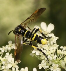 Tenthredo marginella