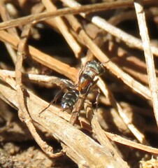 Pseudomyrmex gracilis