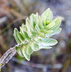 Gomphocarpus cancellatus