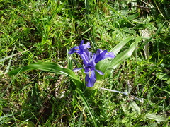 Iris planifolia