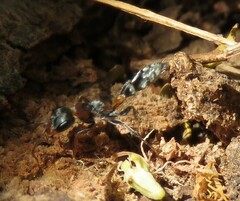 Pseudomyrmex gracilis