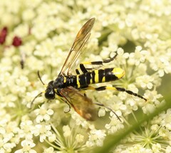 Tenthredo marginella