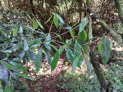 Englerophytum natalense