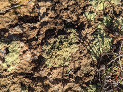 Acarospora schleicheri