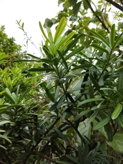 Podocarpus costalis