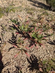 Camissoniopsis