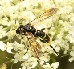 Tenthredo marginella