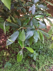 Englerophytum natalense