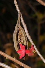 Brachychiton bidwillii